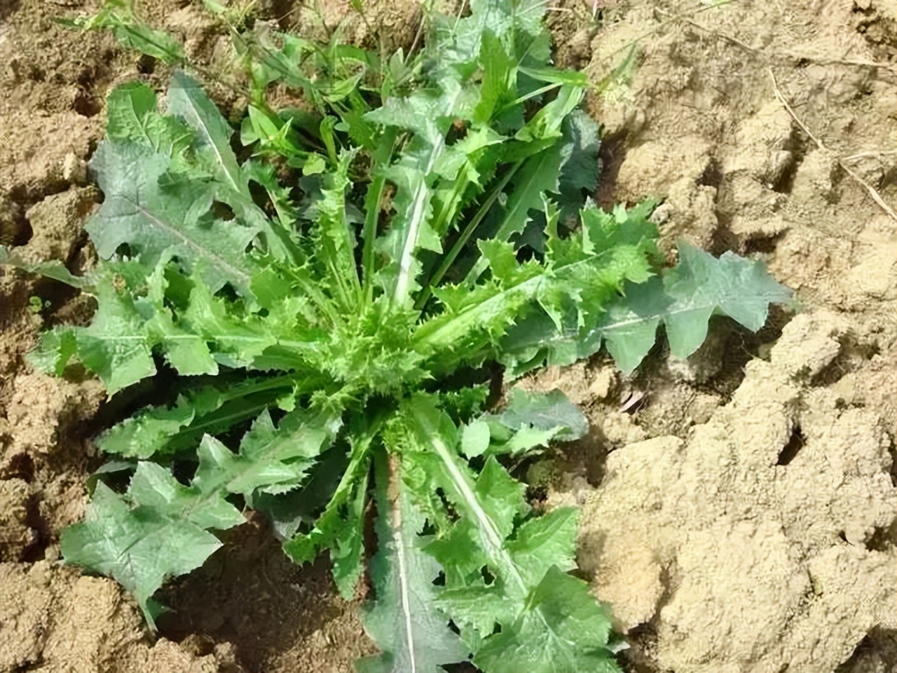 图萝卜丁野菜图片