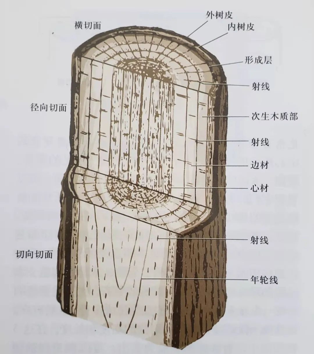 爱绿一起线上课堂丨植物冬态观察——枝干篇