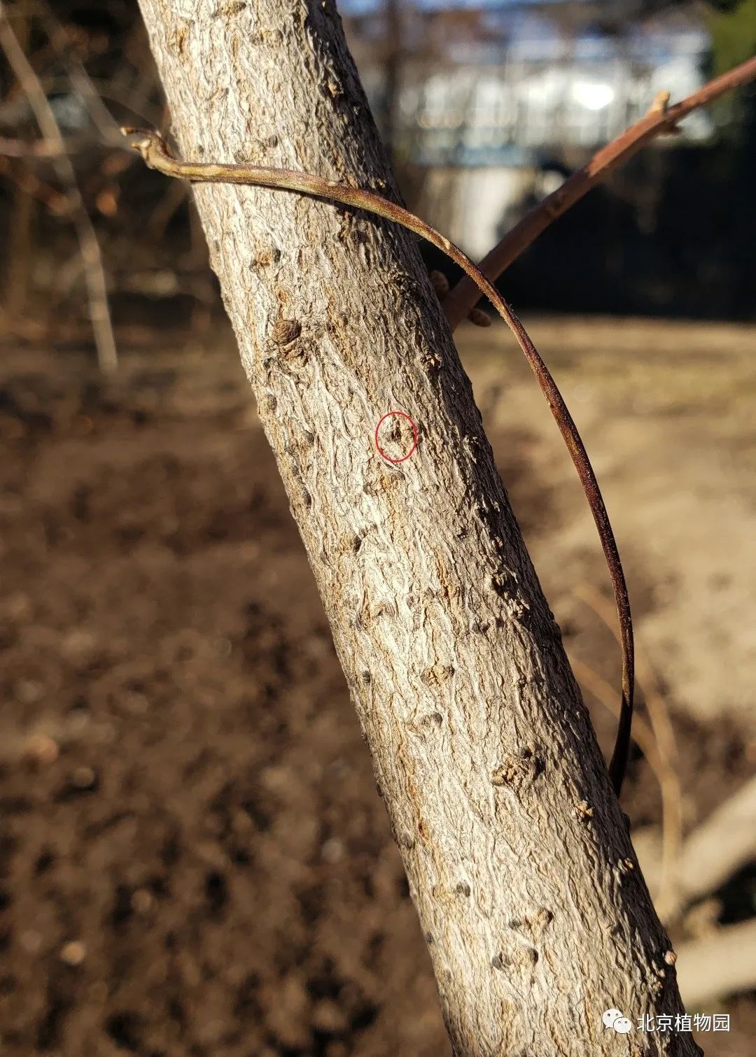 爱绿一起线上课堂丨植物冬态观察——枝干篇