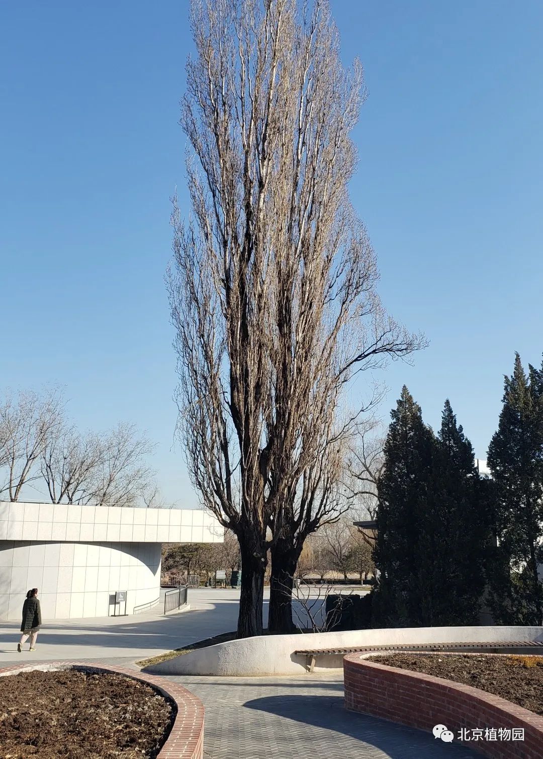 爱绿一起线上课堂丨植物冬态观察——枝干篇