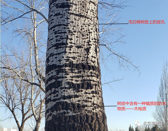 爱绿一起线上课堂丨植物冬态观察——枝干篇