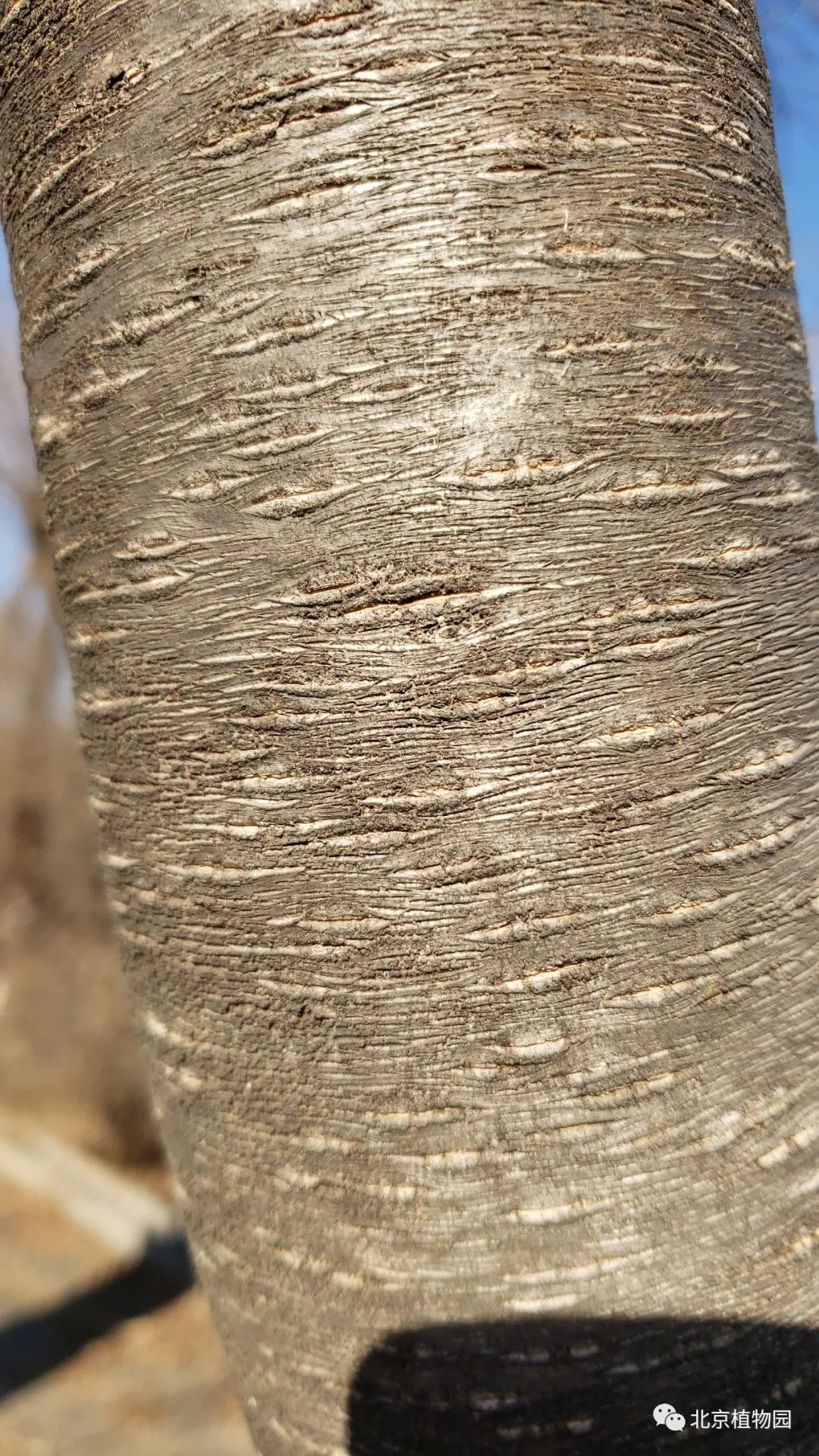 爱绿一起线上课堂丨植物冬态观察——枝干篇