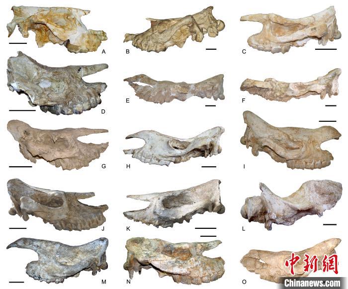 临夏盆地代表性的犀牛化石头骨。邓涛 供图