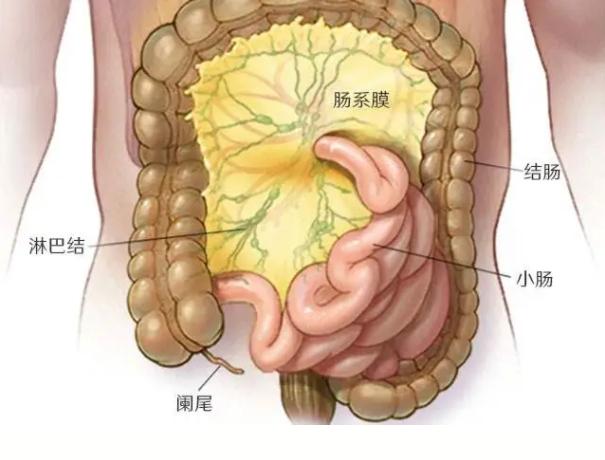 【儿研所儿医说】肠系膜淋巴结炎
