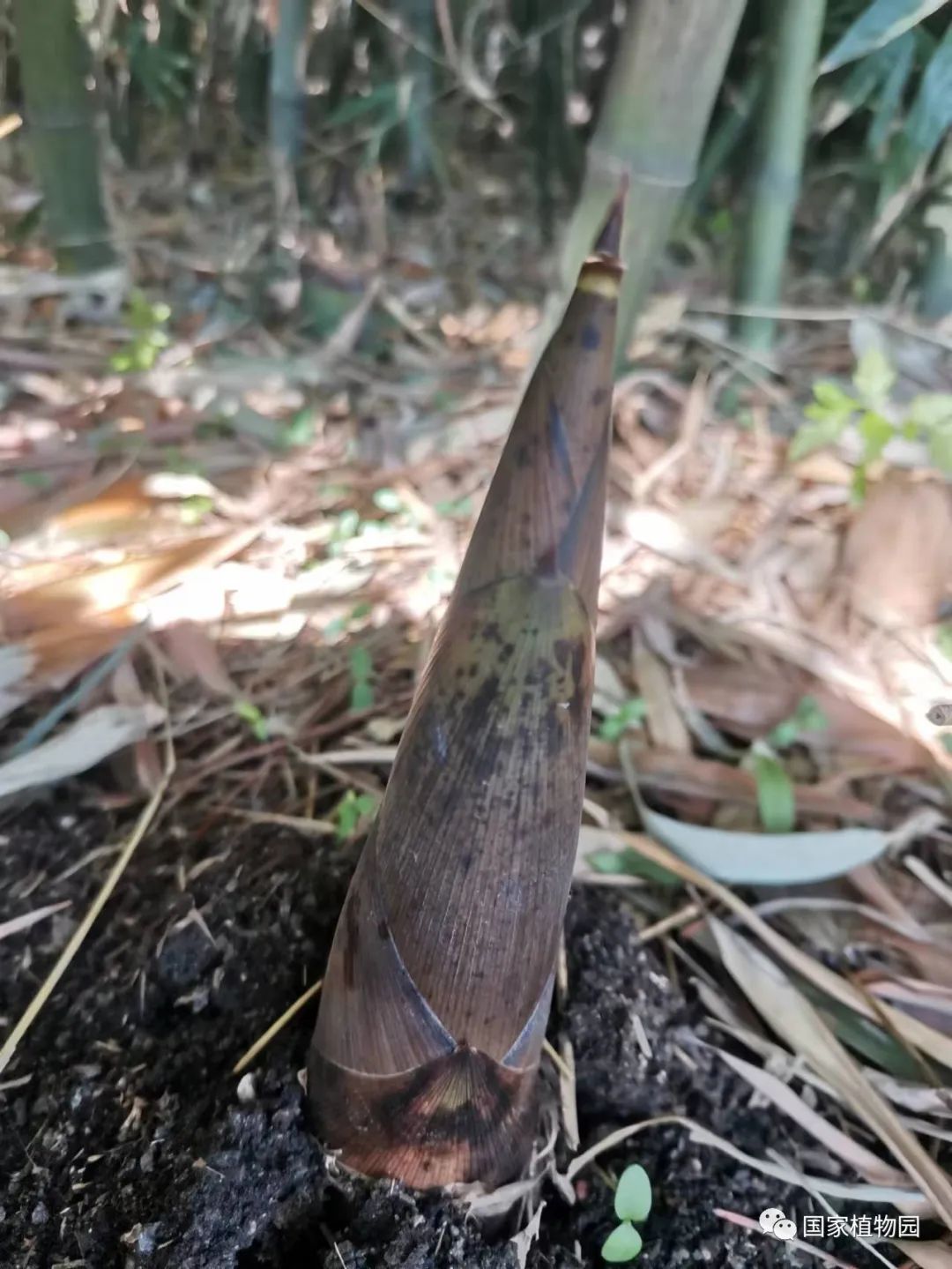 线上课堂丨专家带您识花草——刚竹篇