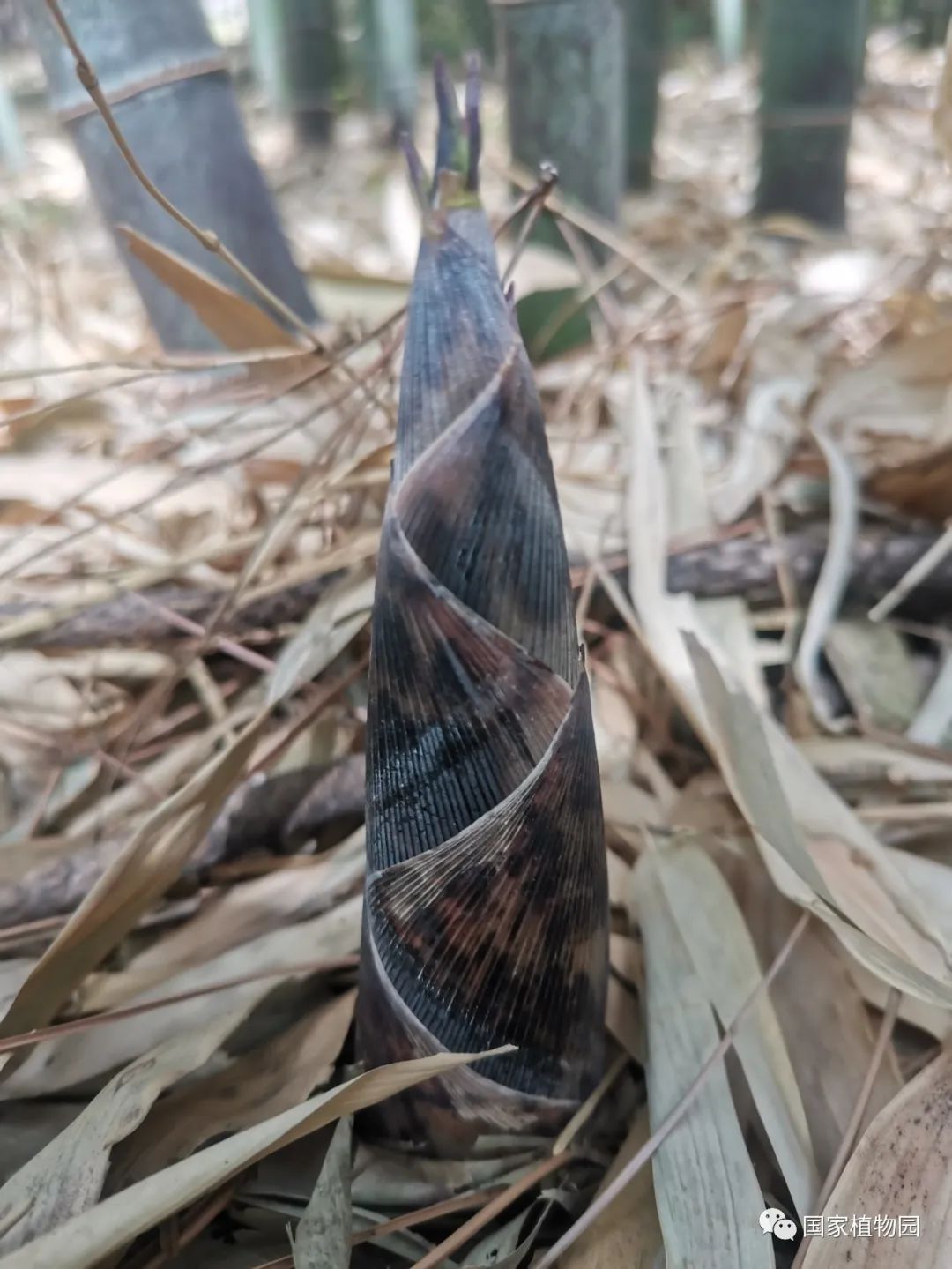 线上课堂丨专家带您识花草——刚竹篇