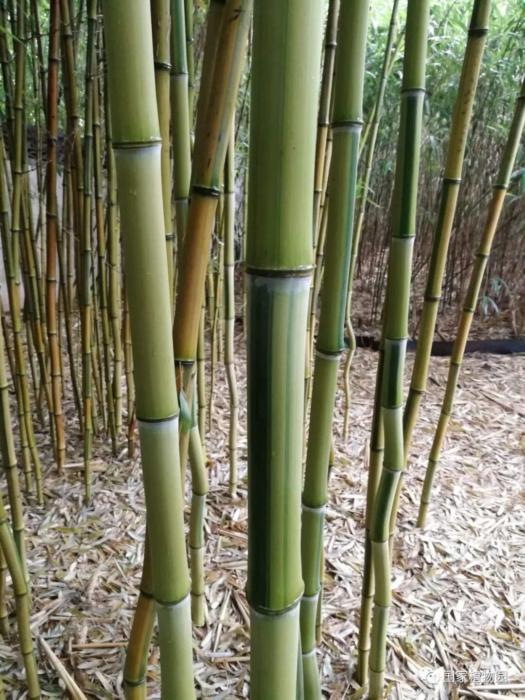 线上课堂丨专家带您识花草——刚竹篇