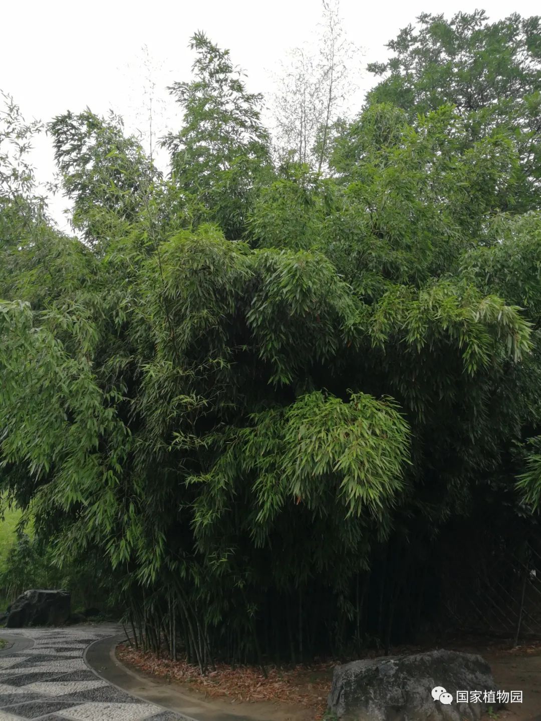 线上课堂丨专家带您识花草——刚竹篇