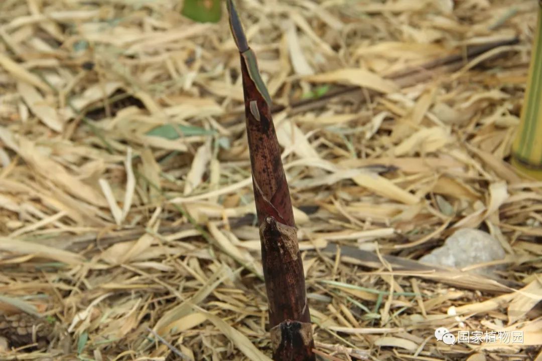 线上课堂丨专家带您识花草——刚竹篇