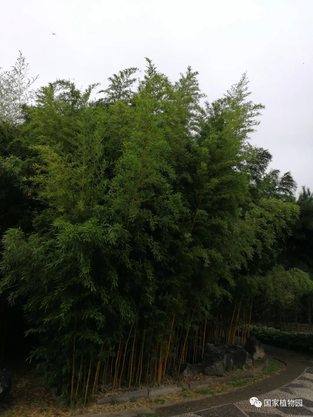 线上课堂丨专家带您识花草——刚竹篇