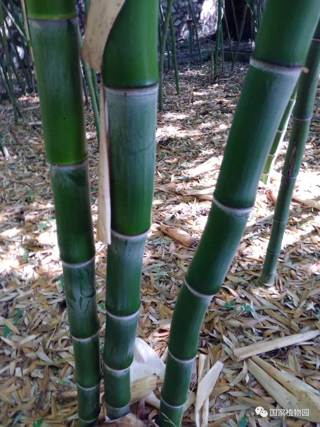 线上课堂丨专家带您识花草——刚竹篇