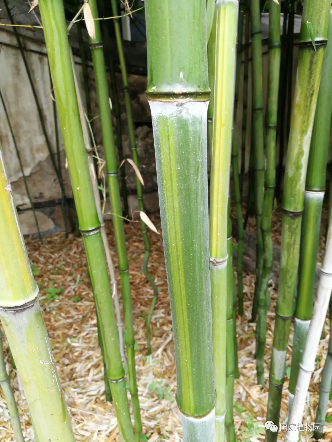 线上课堂丨专家带您识花草——刚竹篇