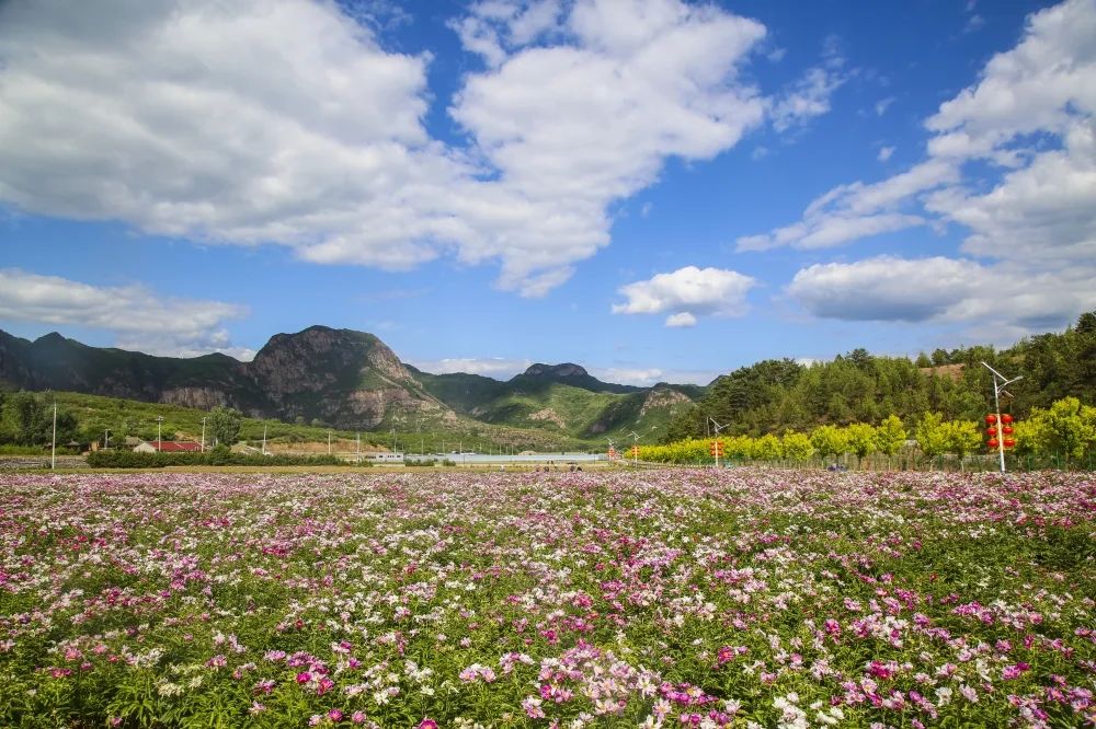 如梦似幻!怀柔北部山区里的花海藏不住了