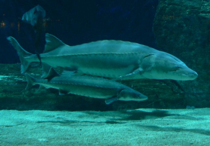 中华鲟。来源：濒危鱼类保护组（CEF）官网