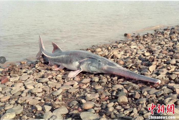 白鲟成体。来源：受访者提供