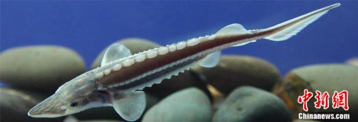 长江鲟幼鱼。来源：受访者提供