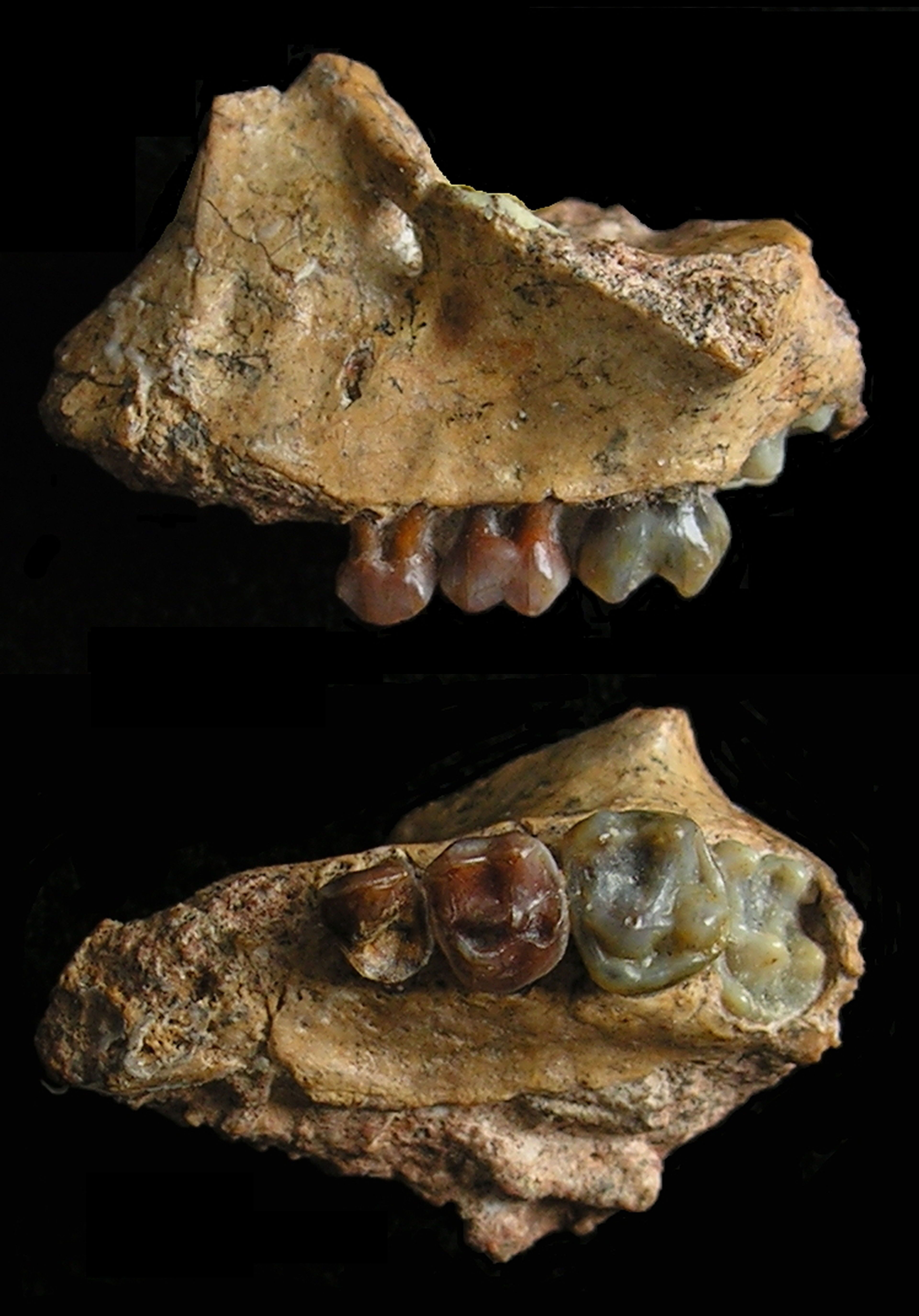 图1. 元谋小猿幼年上颌骨Infant maxilla_recompress.jpg?x-oss-process=style/w10