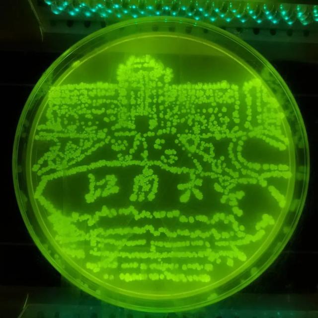 同奋进，共筑梦！江南学子用微生物作画为母校庆生！