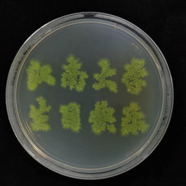 同奋进，共筑梦！江南学子用微生物作画为母校庆生！