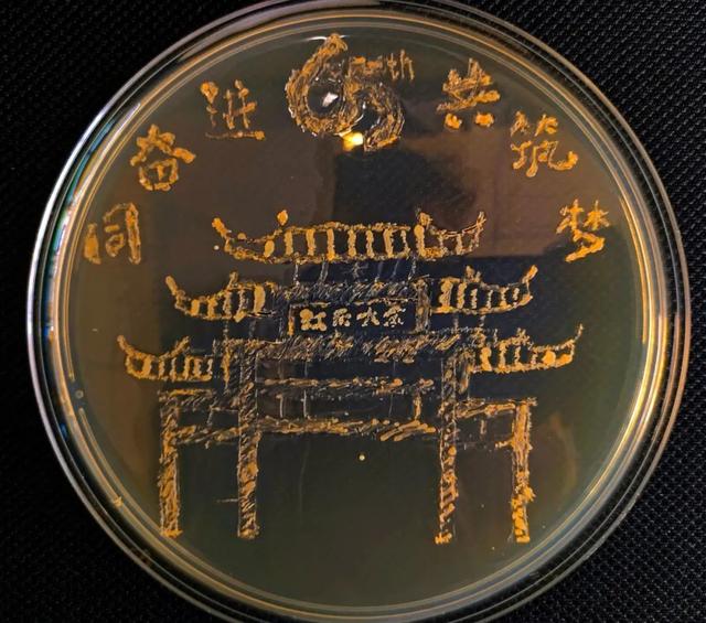 同奋进，共筑梦！江南学子用微生物作画为母校庆生！