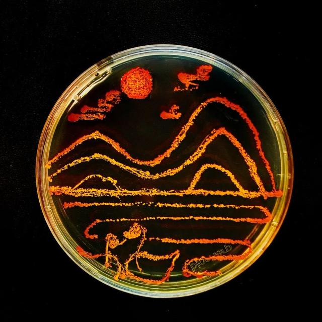 同奋进，共筑梦！江南学子用微生物作画为母校庆生！