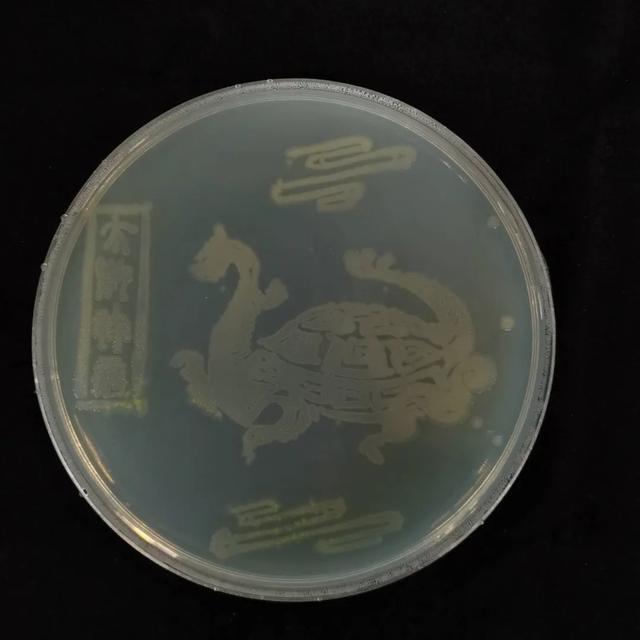 同奋进，共筑梦！江南学子用微生物作画为母校庆生！