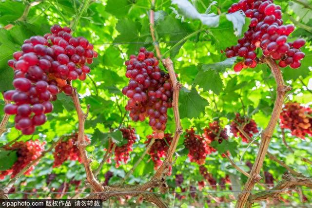 秋日采摘行 | 来这些地方实现葡萄自由