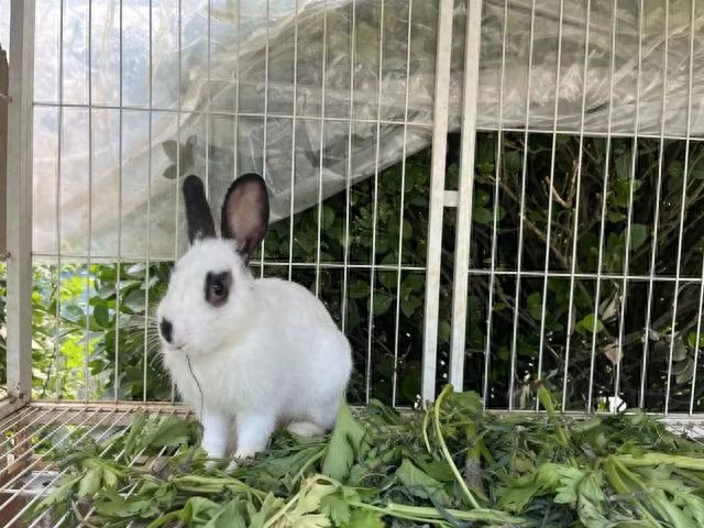 秋日采摘行 | 来这些地方实现葡萄自由