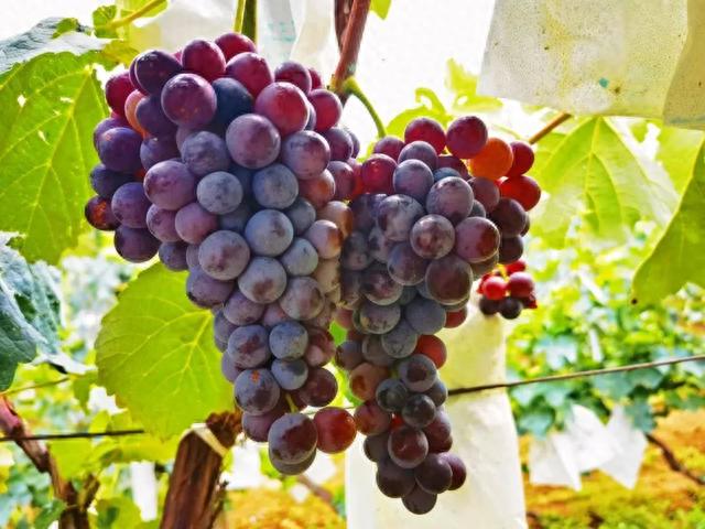 秋日采摘行 | 来这些地方实现葡萄自由