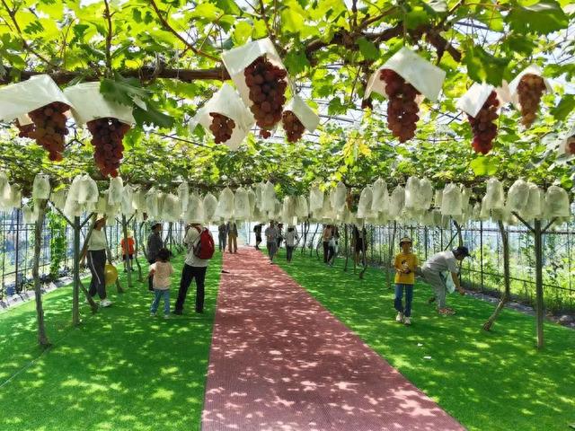 秋日采摘行 | 来这些地方实现葡萄自由
