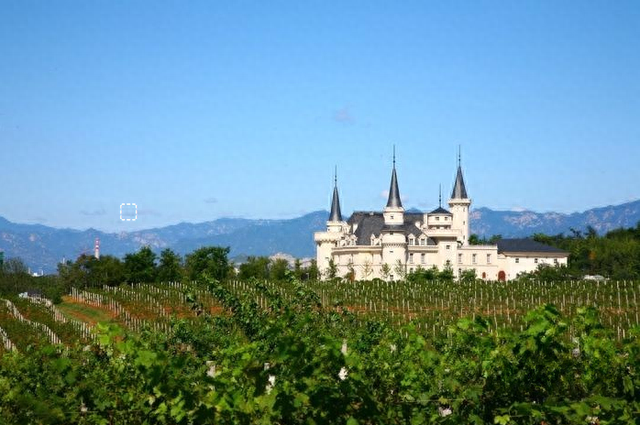 秋日采摘行 | 来这些地方实现葡萄自由