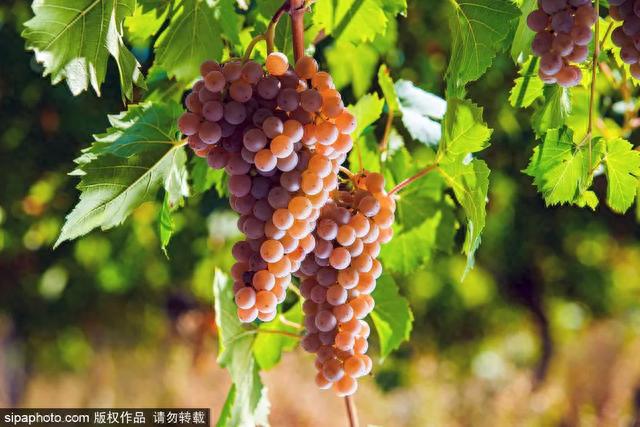 秋日采摘行 | 来这些地方实现葡萄自由