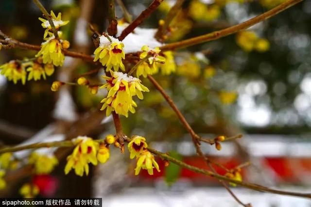 瑞雪兆丰年，当京城遇上龙年初雪，美如画卷