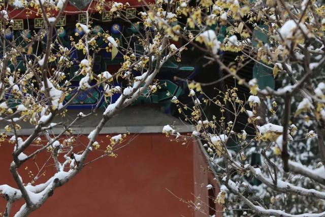 瑞雪兆丰年，当京城遇上龙年初雪，美如画卷