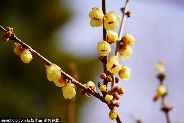 瑞雪兆丰年，当京城遇上龙年初雪，美如画卷