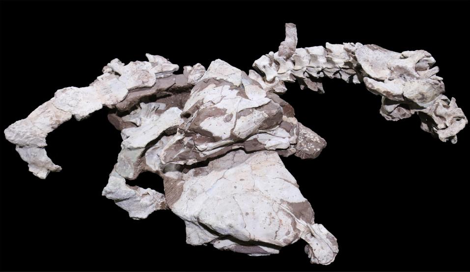 达泰龙！中国发现的恐龙新属种有名字了