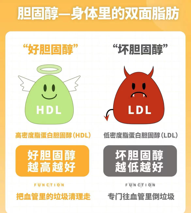【汤医科普】血液中的“好”胆固醇与“坏”胆固醇