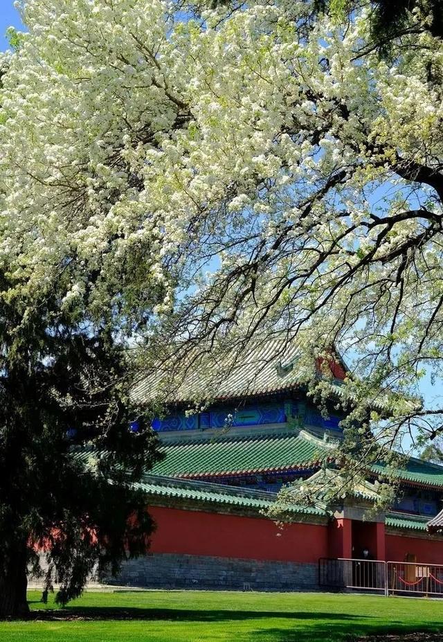 即将盛开！接下来的北京，比想象中还要美！