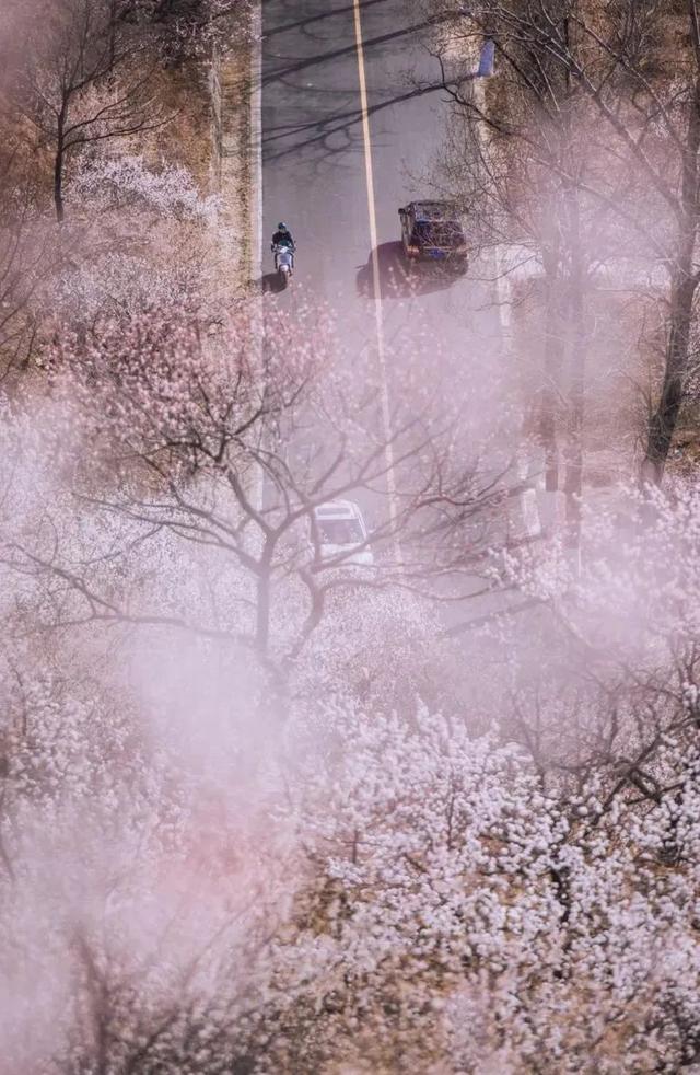周末去哪 | “赏花专列”“最美公路”，驶入春日花海，你pick哪种？