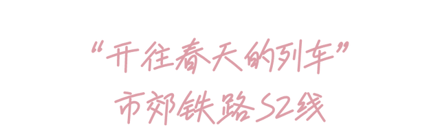 周末去哪 | “赏花专列”“最美公路”，驶入春日花海，你pick哪种？