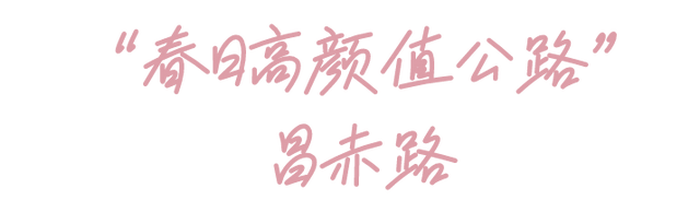 周末去哪 | “赏花专列”“最美公路”，驶入春日花海，你pick哪种？