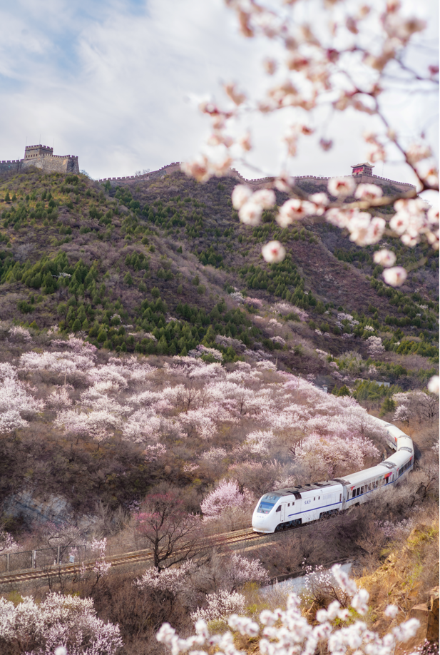 周末去哪 | “赏花专列”“最美公路”，驶入春日花海，你pick哪种？