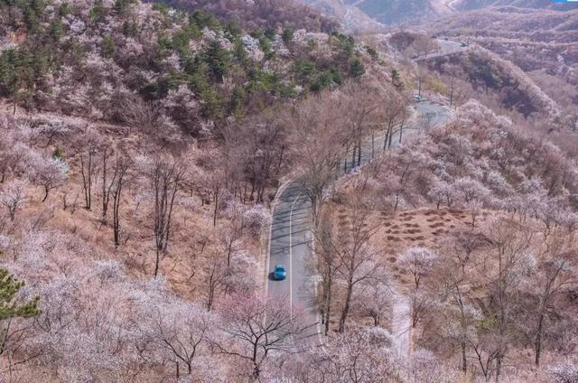 周末去哪 | “赏花专列”“最美公路”，驶入春日花海，你pick哪种？
