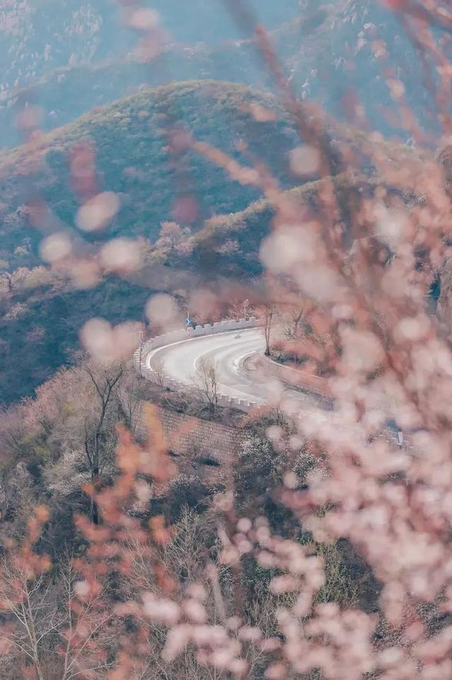 周末去哪 | “赏花专列”“最美公路”，驶入春日花海，你pick哪种？