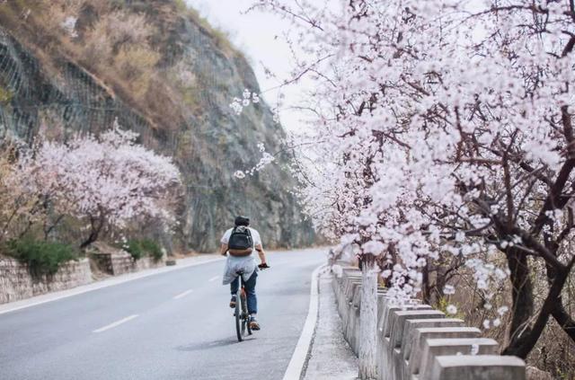 周末去哪 | “赏花专列”“最美公路”，驶入春日花海，你pick哪种？