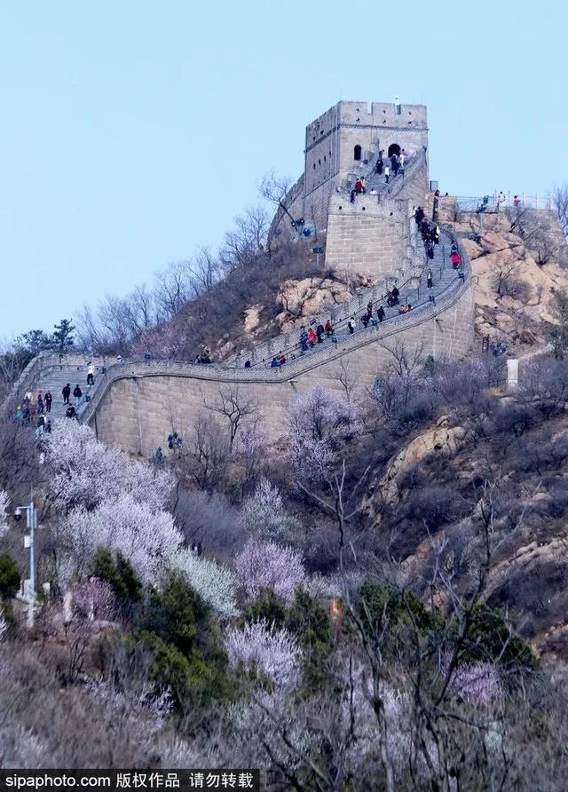 周末去哪 | “赏花专列”“最美公路”，驶入春日花海，你pick哪种？