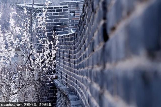 周末去哪 | “赏花专列”“最美公路”，驶入春日花海，你pick哪种？