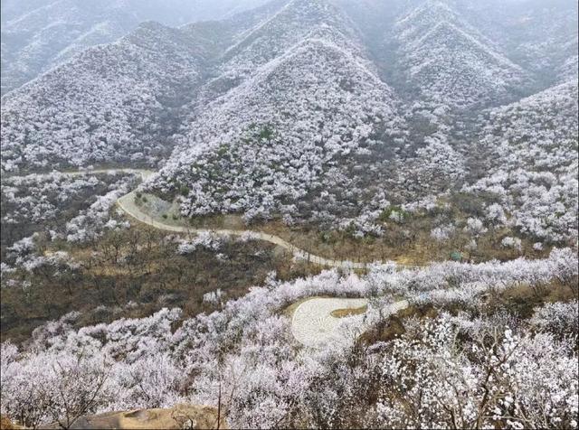 周末去哪 | “赏花专列”“最美公路”，驶入春日花海，你pick哪种？