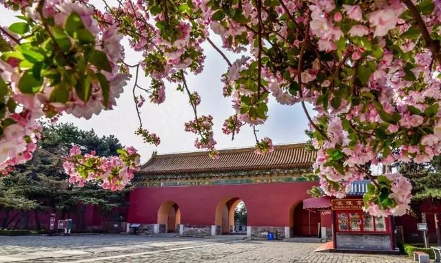 周末去哪 | “赏花专列”“最美公路”，驶入春日花海，你pick哪种？