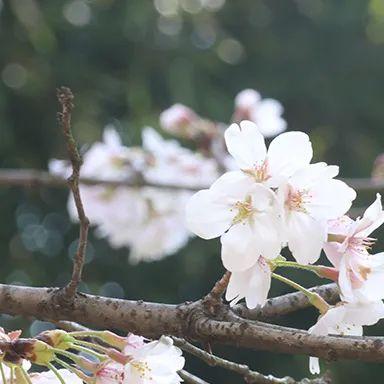 【就诊指南】北京小汤山医院2024年清明节门诊工作安排